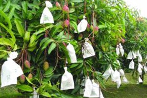 tree.jpgに成長しているマンゴー