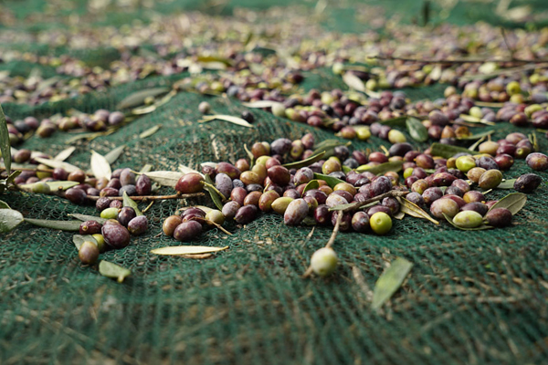 Italy.jpgのオリーブネットモノラルフィラメント