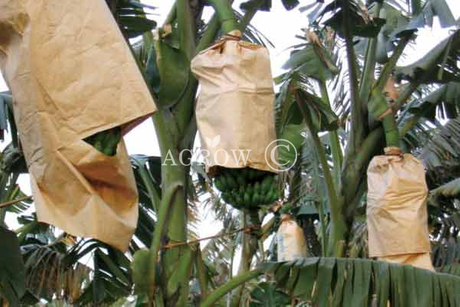 バナナ栽培バッグ