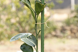 グレープヴァイン結束ロープ