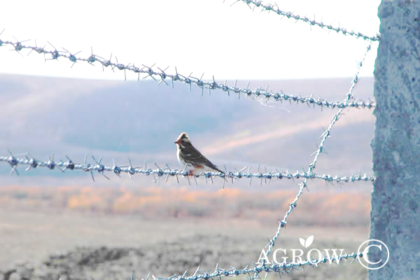 有刺鉄線のフェンス