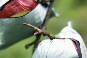 bags.jpgのアップル