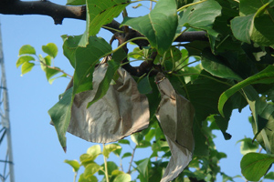 orchard.jpgで成長している梨