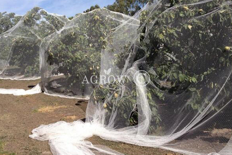 アンチバードネット