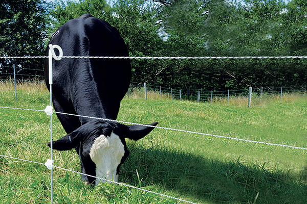 牛のピグテールフェンスpost.jpg
