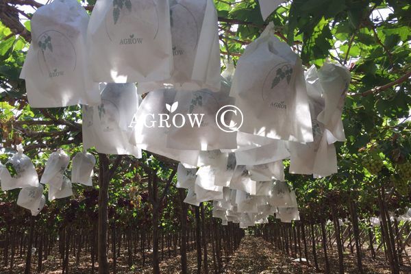 グレープヴァイン結束ロープ